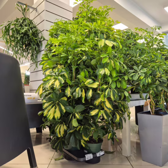 Szeflera drzewkowata (Schefflera arbolicora 'Dalton') 95-115cm