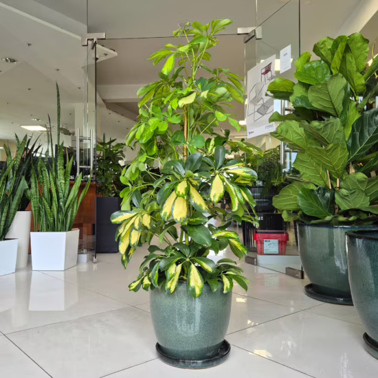 Szeflera drzewkowata (Schefflera arbolicora 'Dalton') 95-115cm