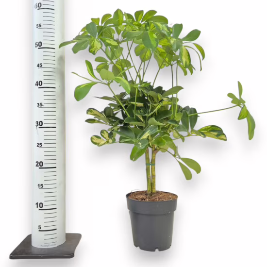 Szeflera drzewkowata (Schefflera arbolicora 'Gold Capella') 50-60cm