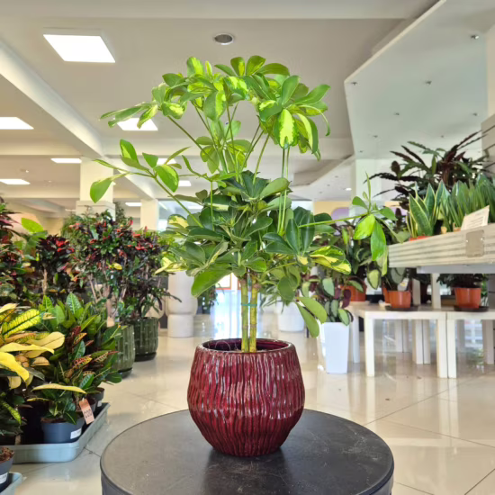 Szeflera drzewkowata (Schefflera arbolicora 'Gold Capella') 50-60cm