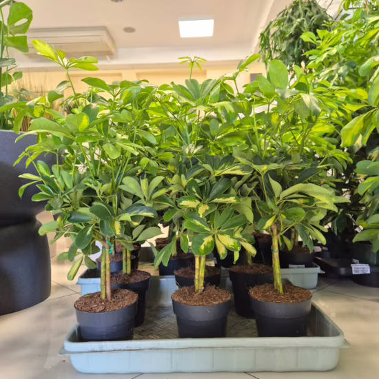 Szeflera drzewkowata (Schefflera arbolicora 'Gold Capella') 50-60cm