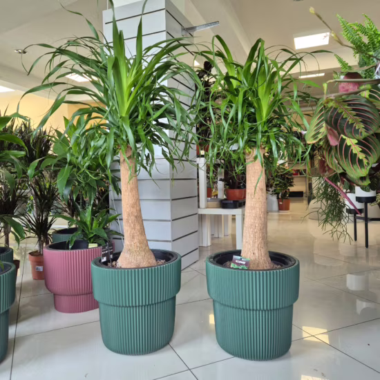 Nolina stopa słonia (Nolina recurvata) 100-120cm