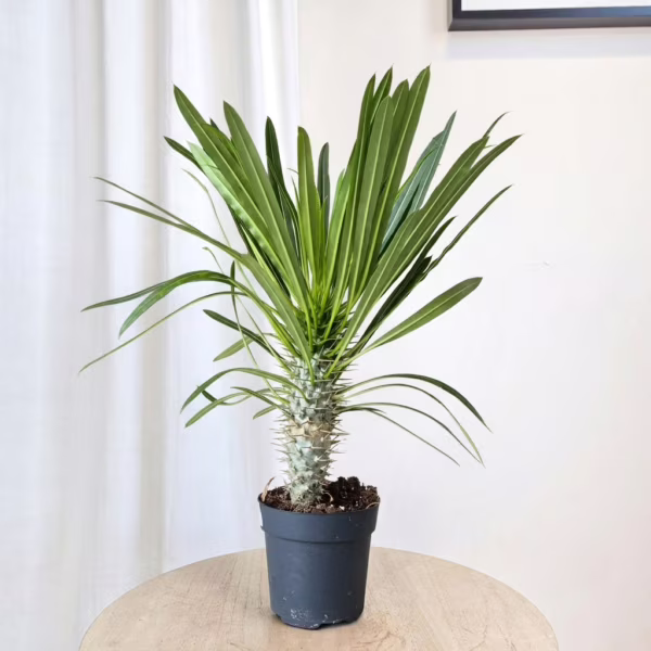 Palma Madagaskaru (Pachypodium lamerei) 50-60cm
