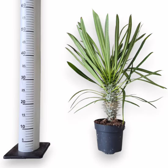 Palma Madagaskaru (Pachypodium lamerei)