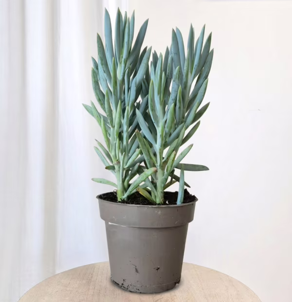 Starzec (Senecio curio Mount Everest) 25-35cm