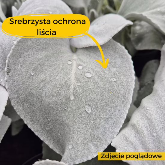starzec angel wings srebrzysta ochrona liści