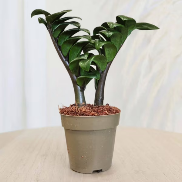 Zamiokulkas zamiolistny (Zamioculcas zamiifolia 'Zenzi') 15-25cm